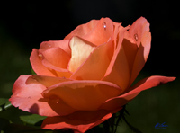 Rose with Dew 7419